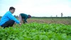 Anh Hồ Quang Vũ động viên người dân trồng lại rau màu sau đợt mưa lũ năm 2020 -Ảnh: ANH VŨ