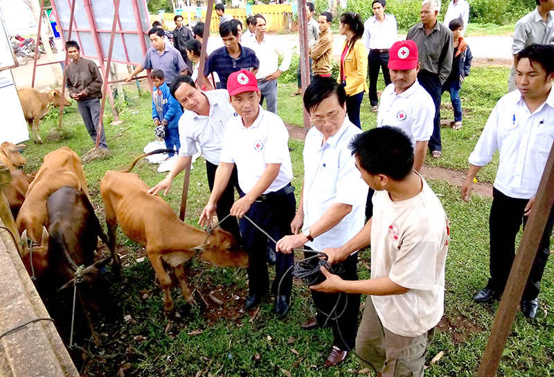 Chương trình “Ngân hàng bò” giúp các hộ khó khăn ở vùng cao có thêm điều kiện để phát triển kinh tế- Ảnh: T.L​