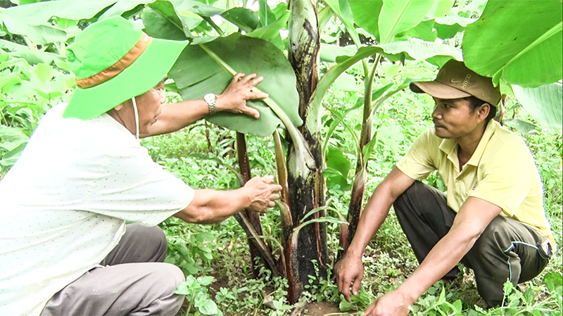Kiểm tra sự phát triển của cây chuối tiêu hồng ở xã A Ngo, huyện Đakrông - Ảnh: P.V.T