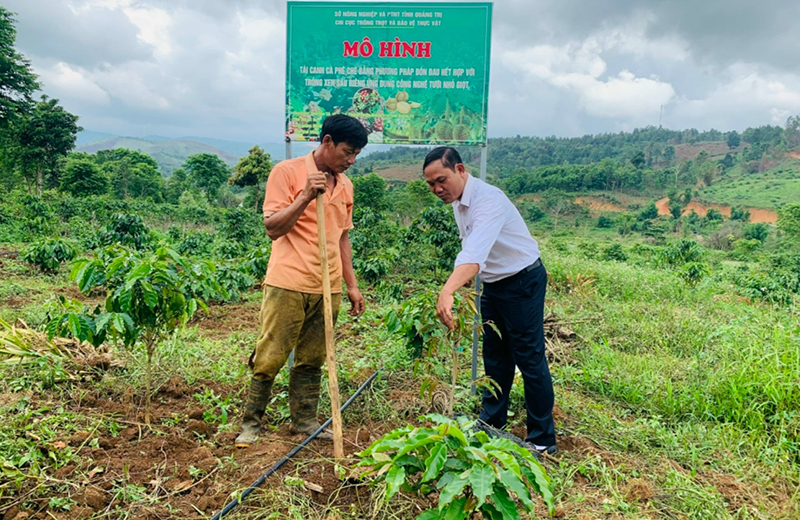 Mô hình thí điểm tái canh cà phê trồng xen sầu riêng phát triển tốt tại thôn Doa Cũ, xã Hướng Phùng - Ảnh: K.S