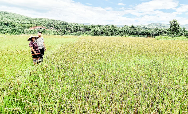 Hiện thực hóa nghị quyết của các chi bộ cơ sở, giống lúa nếp than được bảo tồn và nhân rộng ở xã A Ngo - Ảnh: K.S