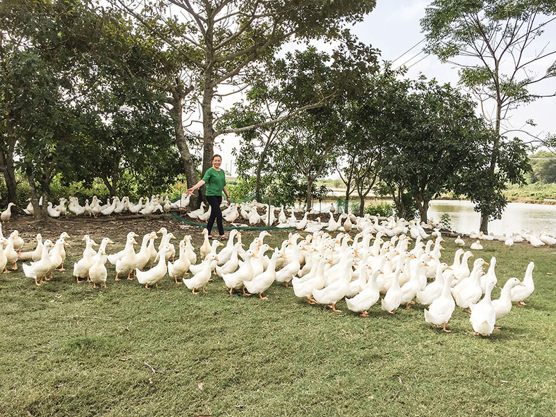 Nhiều hộ dân đã chấp hành tốt việc đưa khu vực chăn nuôi ra xa khu dân cư - Ảnh: T.A.M