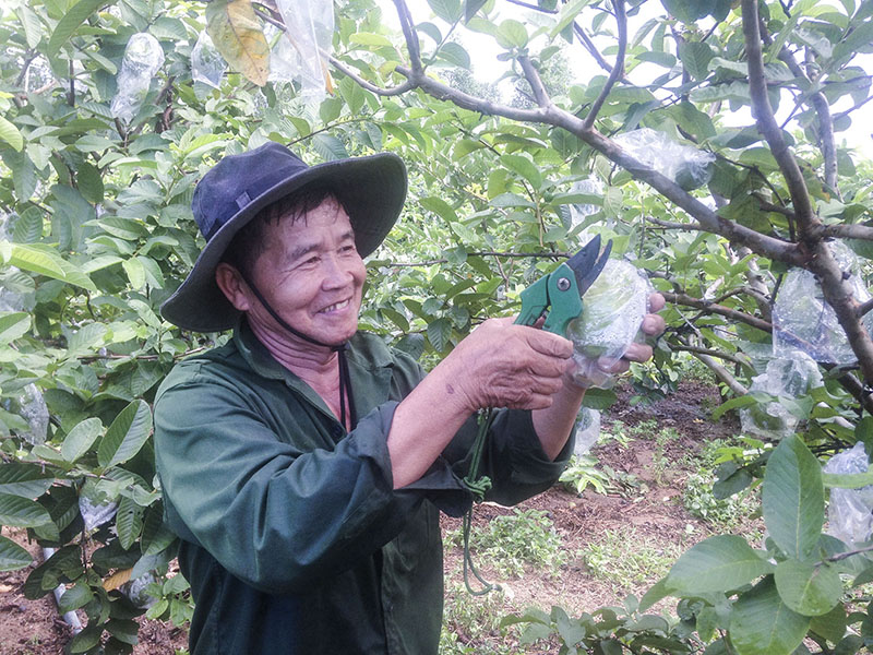 Ông BÌnh chăm sóc vườn ổi