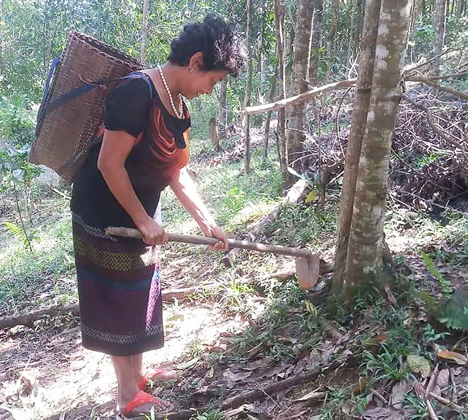 Chị Hoa chăm sóc rừng cây của gia đình