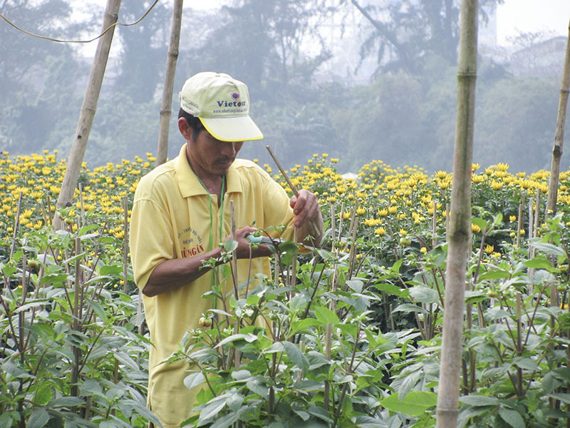 Giống hoa cúc chất lượng tốt được Trung tâm Ứng dụng tiến bộ KHCN chuyển giao cho nông dân