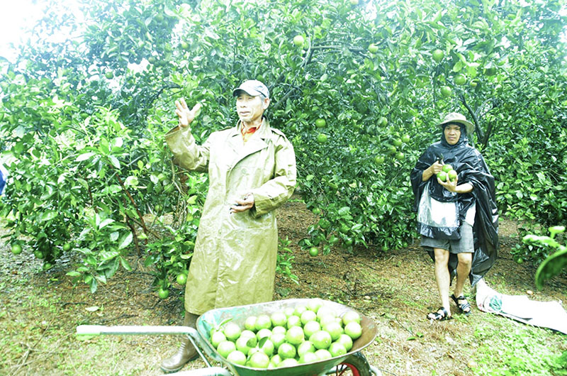 Cây cam mang lại nguồn thu nhập cao ở vùng đồi K4, xã Hải Phú, Hải Lăng