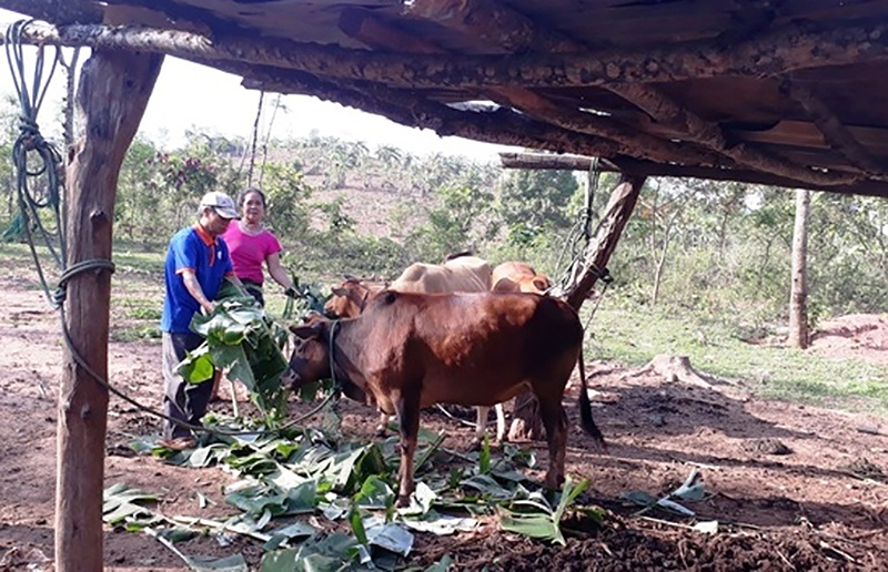 Pả Hiền là tấm gương cựu chiến binh gương mẫu ở xã Thuận, huyện Hướng Hóa