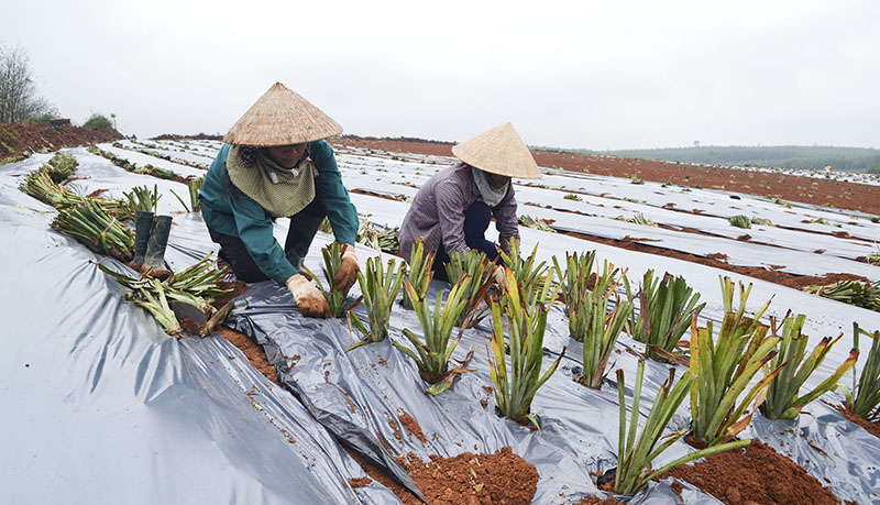 Đưa cây dứa vào trồng tại huyện Cam Lộ