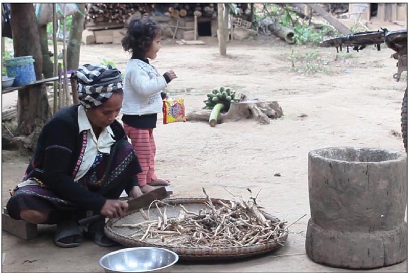 Bà Giã Liễu chọn rễ cây rừng để làm men lá