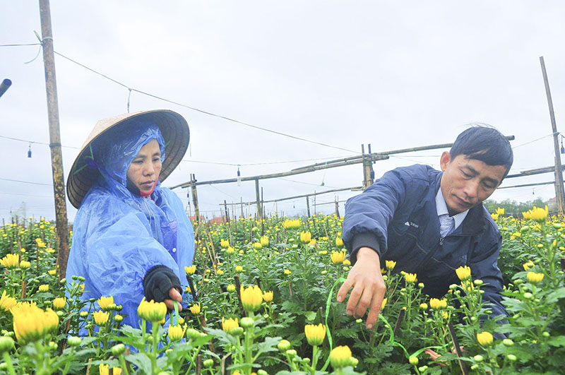 Người dân làng An Lạc chăm sóc hoa tết