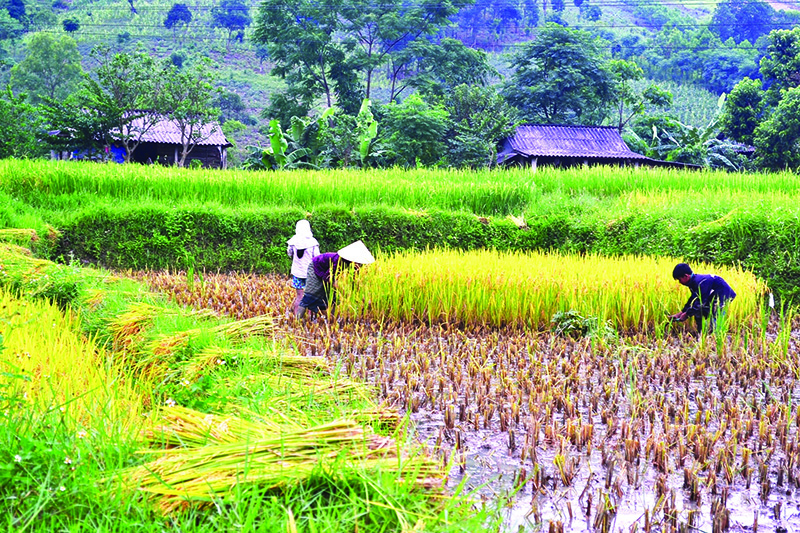 Mùa gặt ở vùng cao Quảng Trị