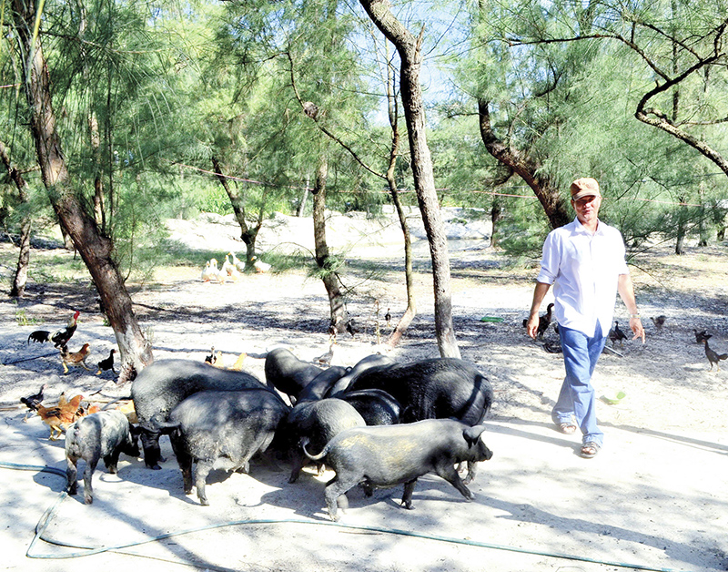 Chăn nuôi lợn trên cát ở Trung Giang, Gio Linh