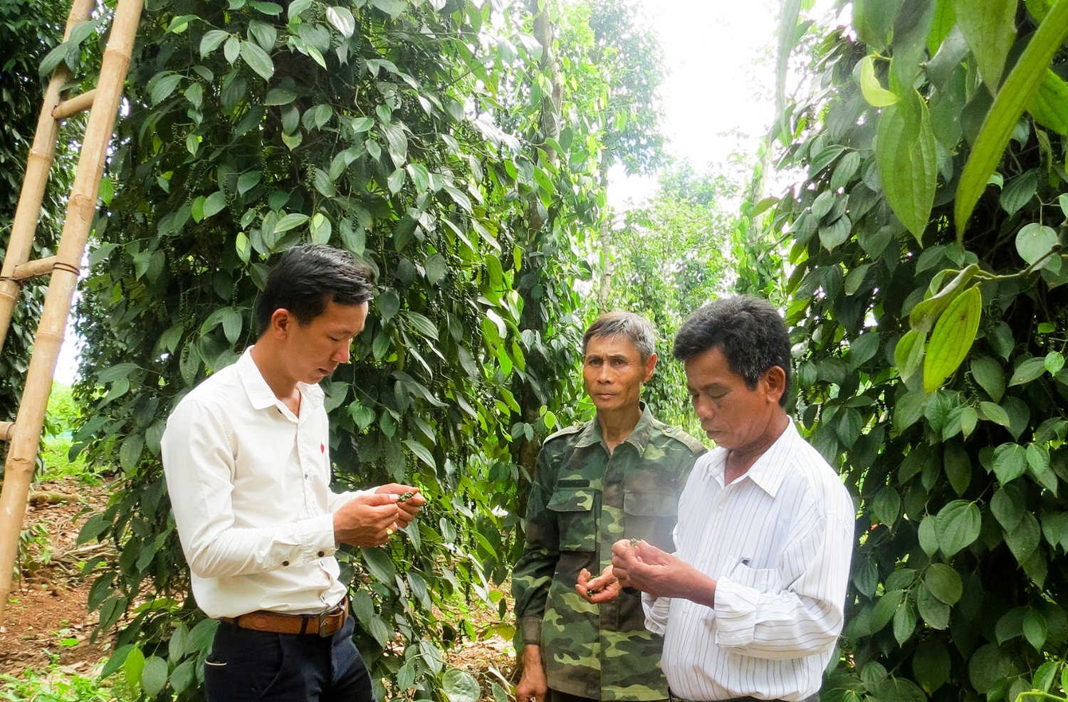 Ông Lâm đã góp phần khai thác vùng gò đồi từ mô hình kinh tế hiệu quả của gia đình