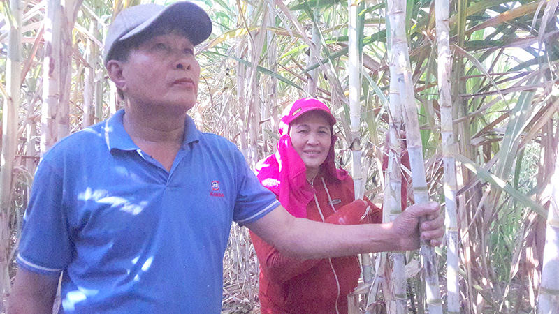Vợ chồng ông Sinh được đánh giá đi đầu xây dựng mô hình đa cây hiệu quả tại xã Thuận