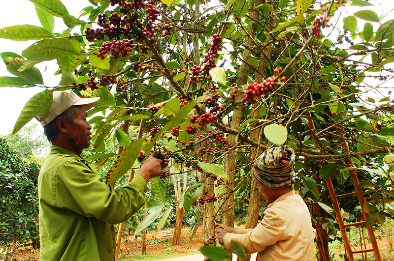 Nông dân Hướng Hóa thu hoạch cà phê mít