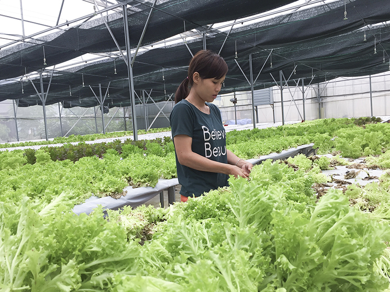 Sản phẩm rau sạch trồng theo công nghệ cao ở Hải Lăng đang tiến hành đăng ký nhãn hiệu