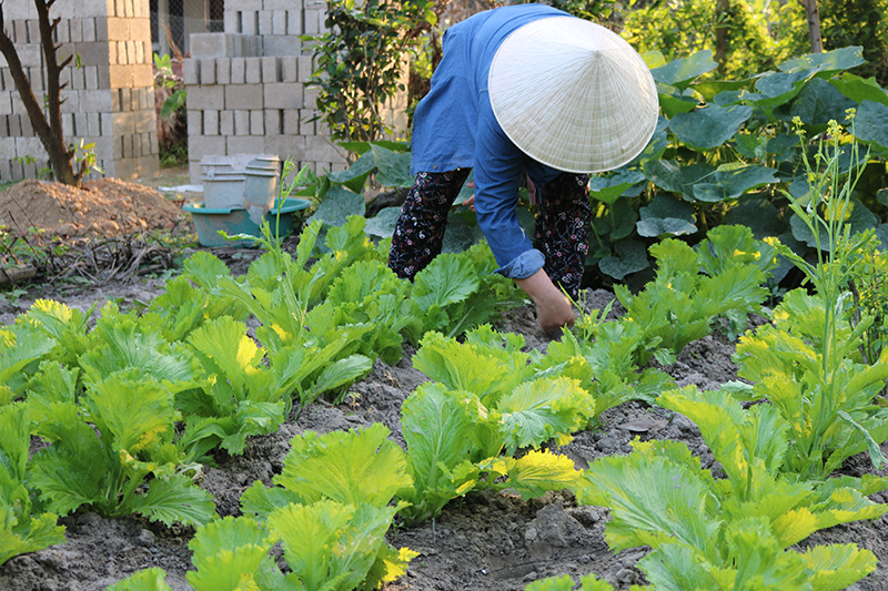 Người dân tận dụng các khoảng đất trống để trồng rau sạch