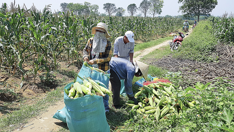 Ngô thu hoạch xong được thương lái thu mua ngay tại ruộng