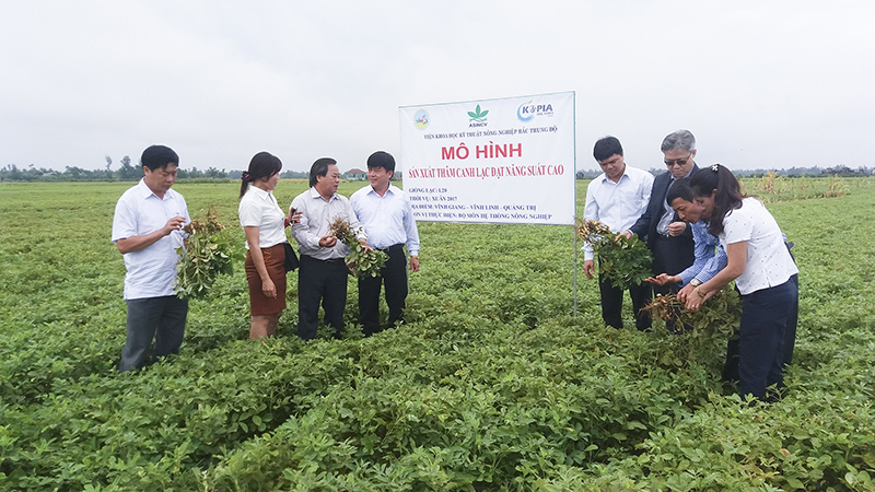 Mô hình thâm canh cây lạc ở Vĩnh Linh