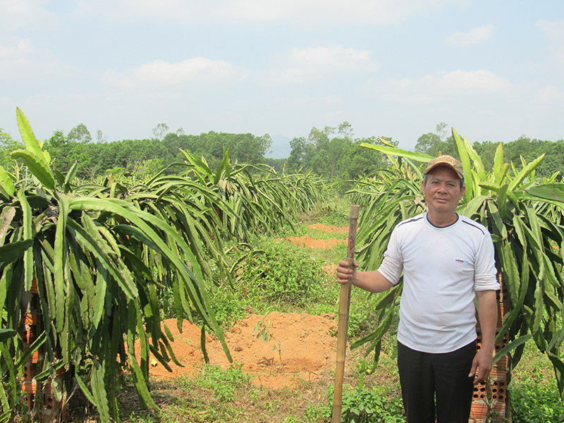Ông Nguyễn Trọng Huyên bên vườn cây thanh long ruột đỏ