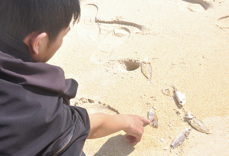 Cá chết trôi dạt vào bờ, đang bị phân huỷ trên bãi cát