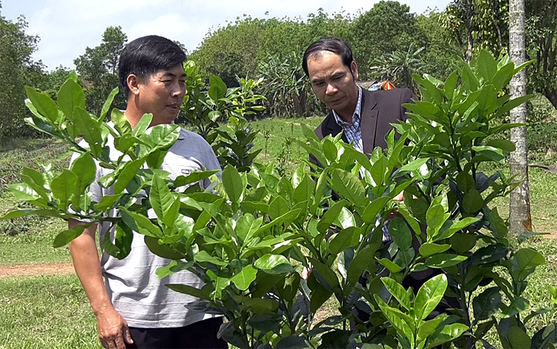 Kiểm tra sinh trưởng của cây cam ở vùng đồi xã Hải Chánh, Hải Lăng