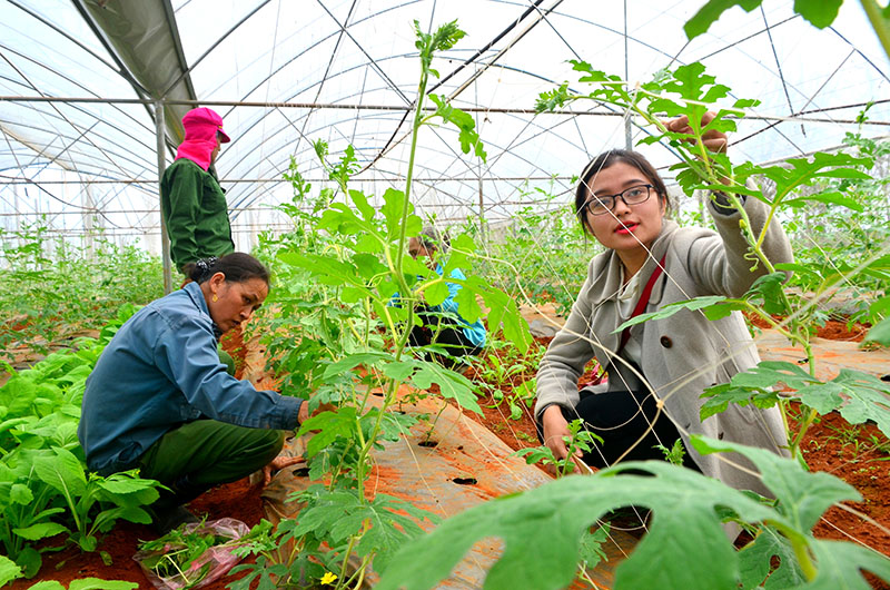 Mô hình trồng dưa lưới, dưa hấu trong nhà màng ở xã Vĩnh Tú