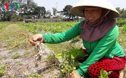 Nông dân bước vào cuối vụ thu hoạch nén củ.