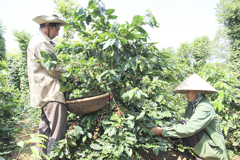 Nhiều hộ dân ở Hướng Hóa đầu tư thâm canh cà phê mang lại hiệu quả kinh tế cao