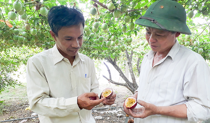Cây chanh leo bước đầu mang lại nguồn thu nhập khá cho gia đình ông Minh
