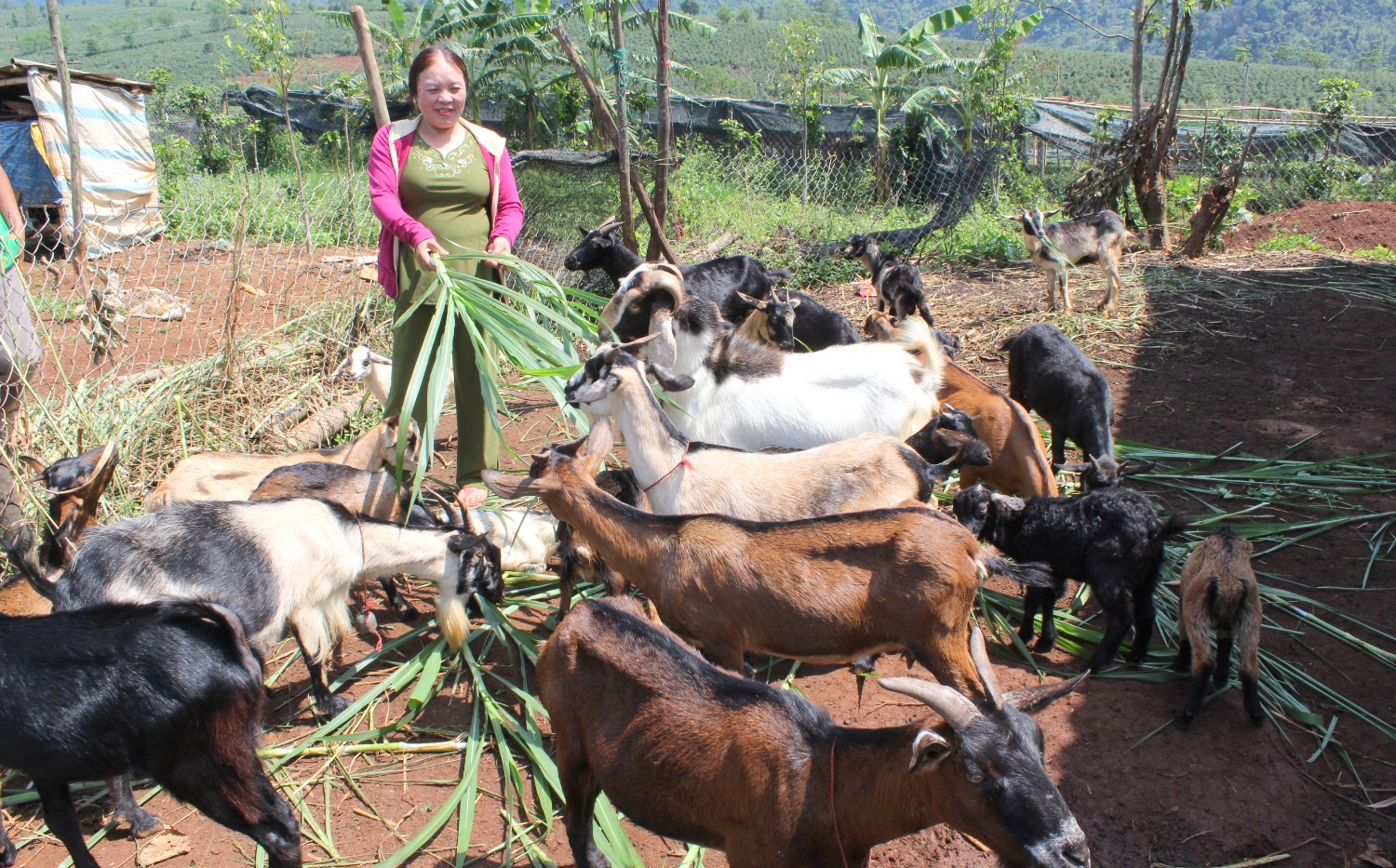 Chị Huệ luôn năng động trong phát triển kinh tế