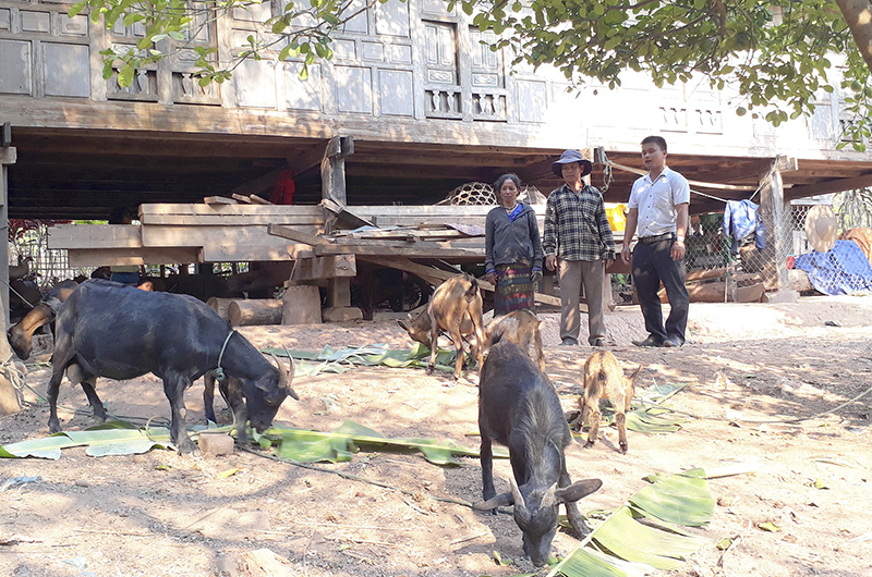 Ông Hồ Văn Cươi là tấm gương nỗ lực phát triển kinh tế gia đình ở vùng khó