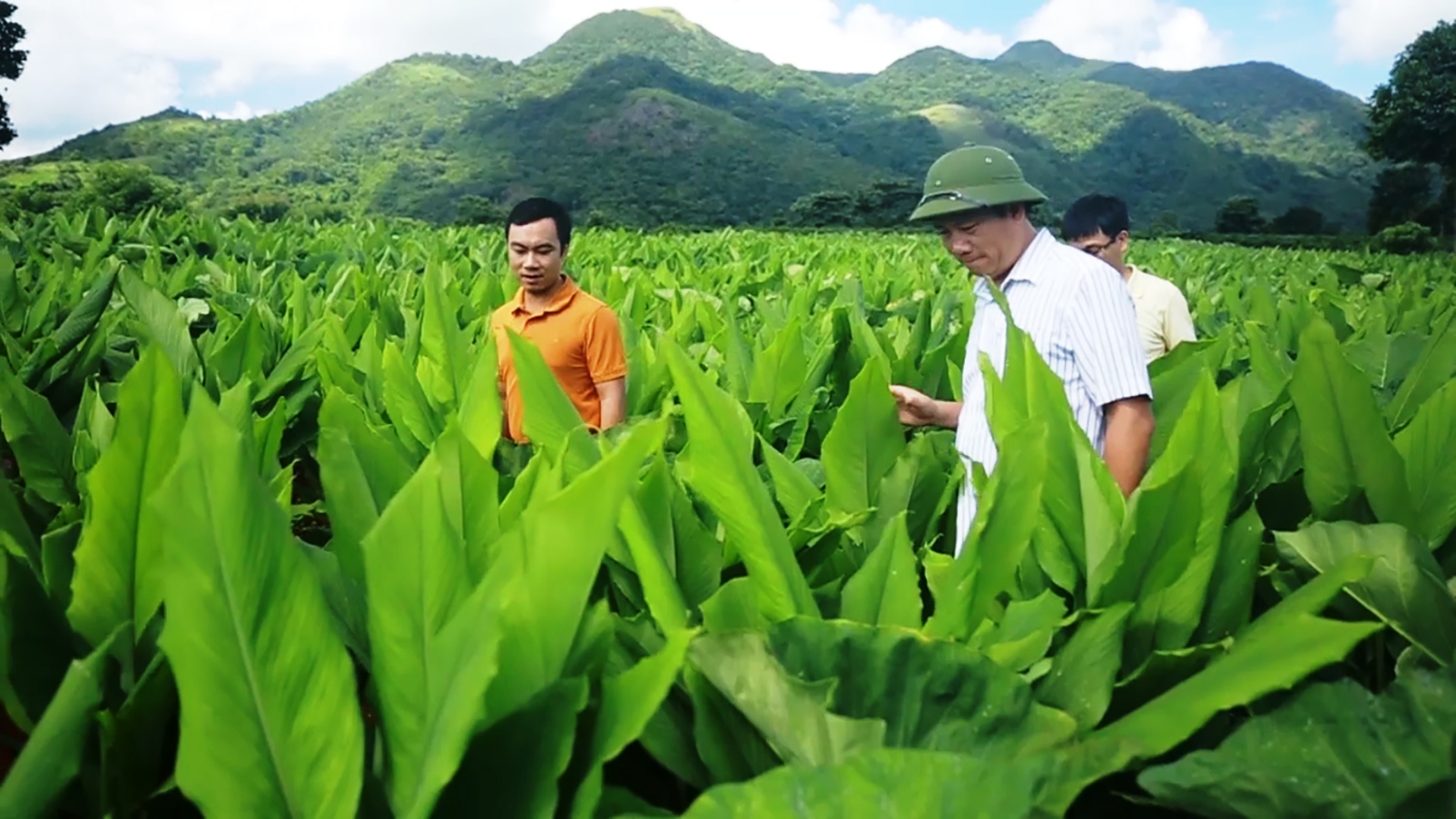 Cây nghệ đỏ rất phù hợp với điều kiện khí hậu, thổ nhưỡng ở vùng Lìa