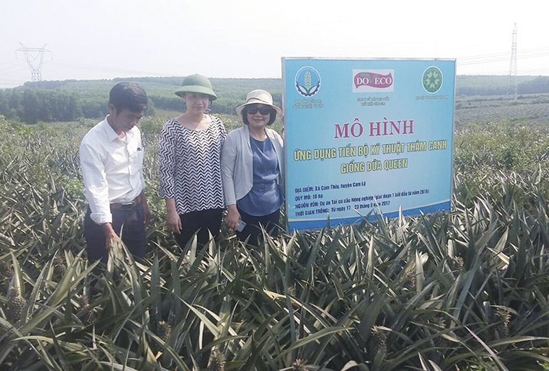 Cán bộ Học viện Nông nghiệp Việt Nam kiểm tra mô hình trồng dứa ở xã Cam Thủy