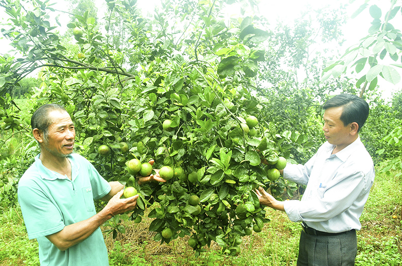 Cây cam trên vùng đồi K4 đã làm thay đổi cuộc sống của nhiều gia đình ở thôn Long Hưng, xã Hải Phú