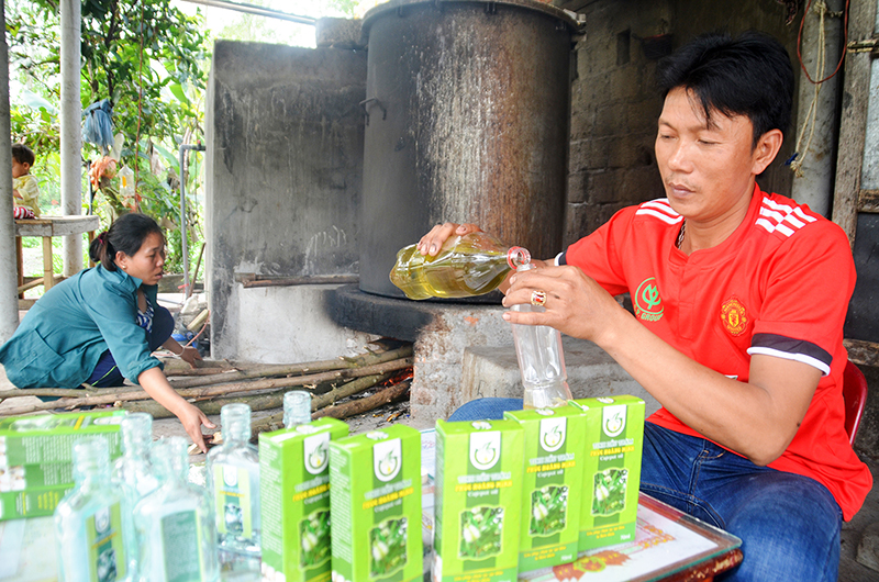 Anh Nguyễn Phúc Hoàng chiết tinh dầu tràm vào chai