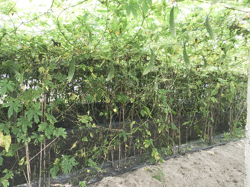 Vườn mướp trồng trong nhà lưới ở thôn Lại An, Gio Mỹ, Gio Linh cho hiệu quả kinh tế cao