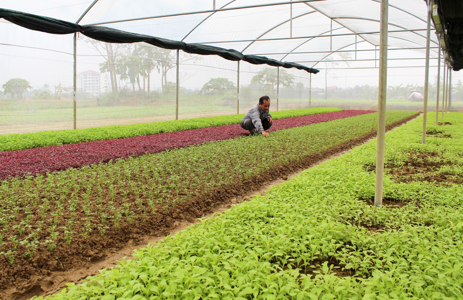 Trồng rau trong nhà lưới ở phường Đông Thanh, thành phố Đông Hà