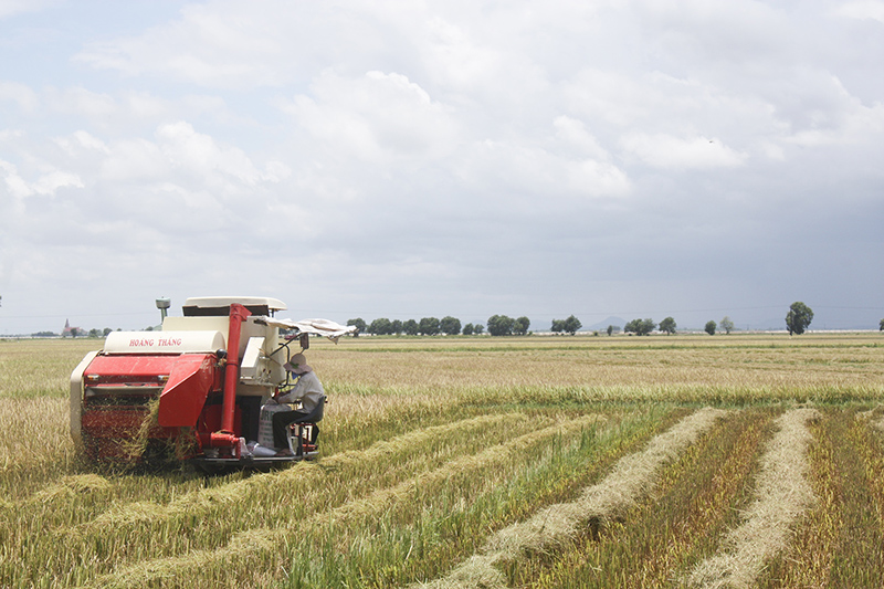 Mùa gặt trên cánh đồng lớn. Ảnh: PV