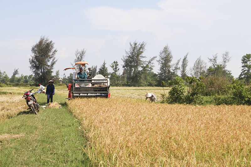 Nông dân xã Gio Mỹ thu hoạch lúa vụ đông xuân