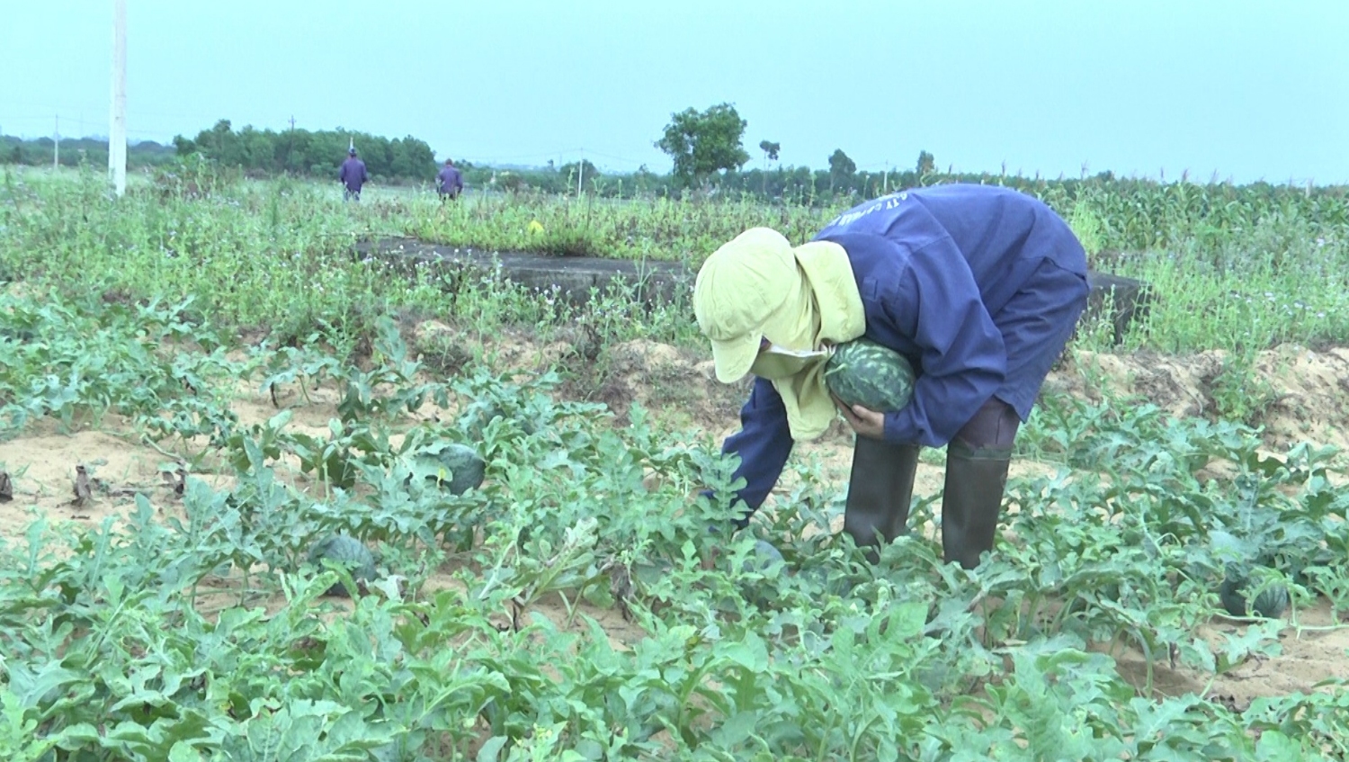 Các hộ gia đình đang tập trung thu hoạch dưa hấu.