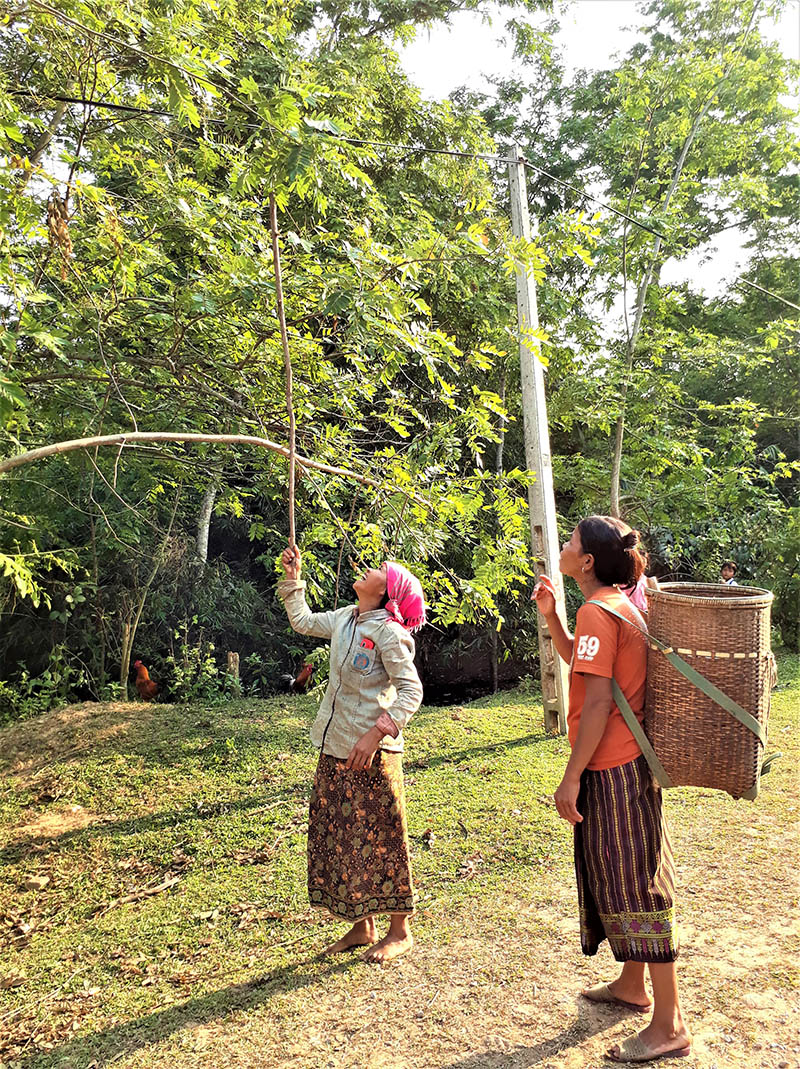 Pỉ Thay cùng người dân bản Pa Xía (xã Hướng Lộc) đang tìm bắt nhộng, sâu muồng trên cây muồng