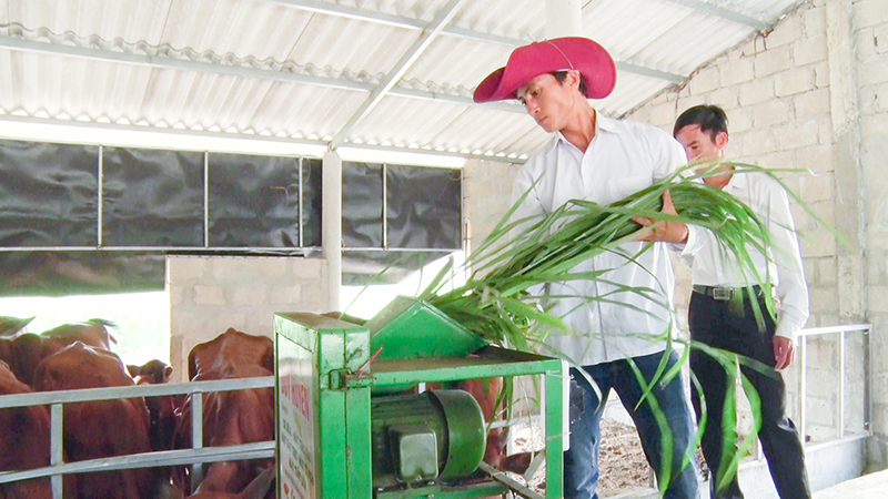 Ạnh Toàn chăm sóc đàn bò