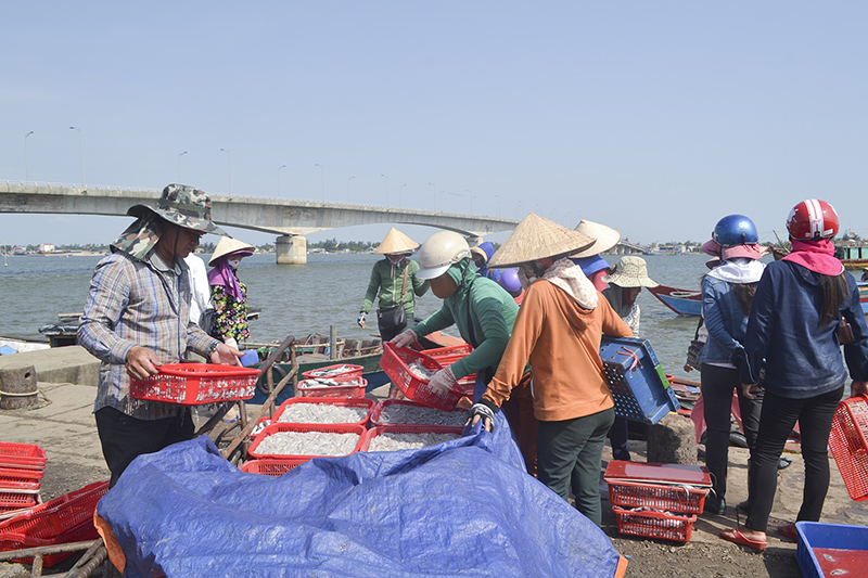 Sau sự cố môi trường biển, người dân tiếp tục vươn khơi đánh bắt hải sản, ổn định cuộc sống