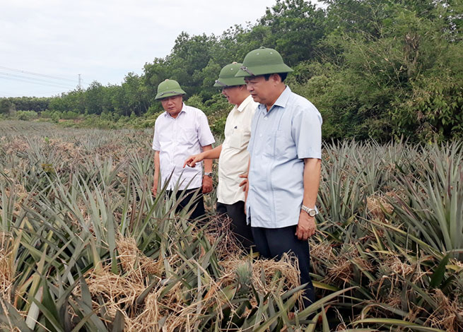Phó Bí thư Thường trực Tỉnh ủy Phạm Đức Châu kiểm tra các mô hình trồng dứa