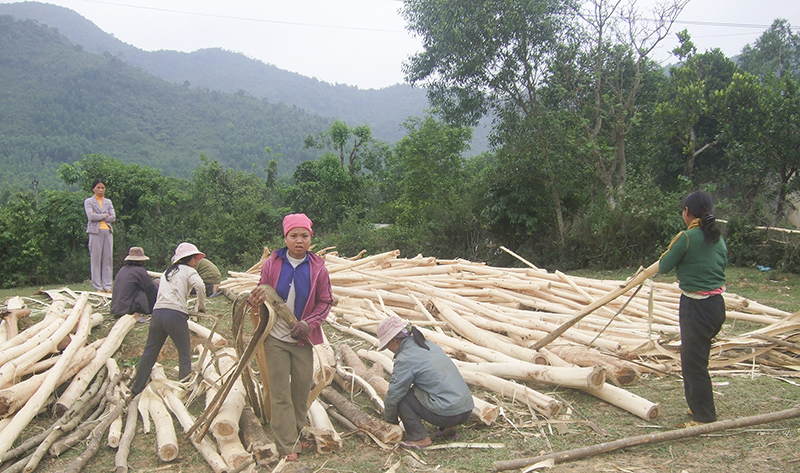 Khai thác gỗ rừng trồng ở Đakrông