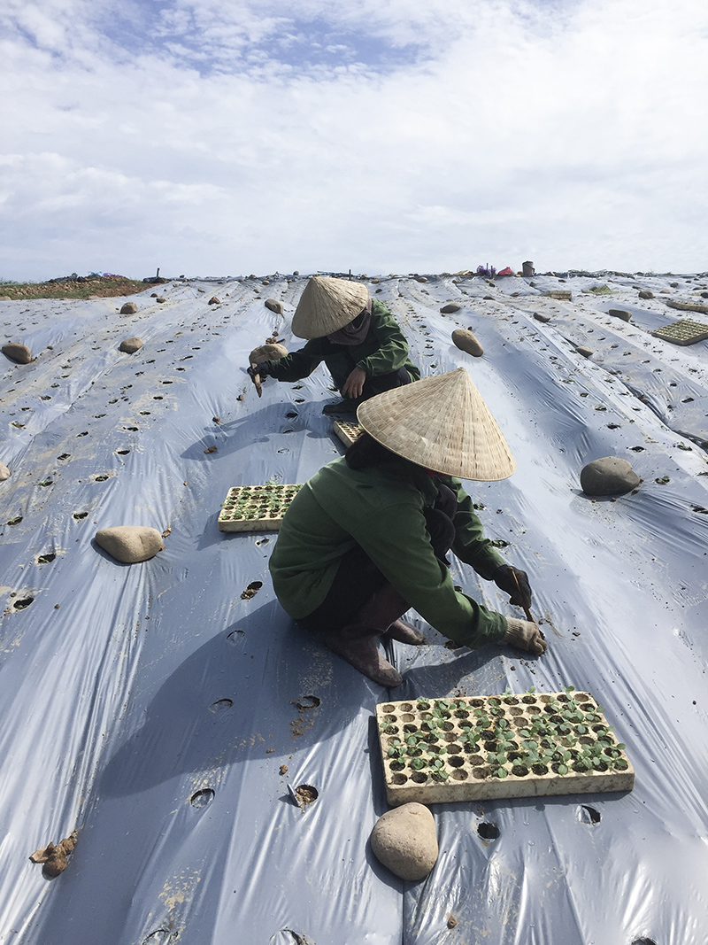 Phát triển cây dược liệu trên vùng gò đồi. Ảnh: PV