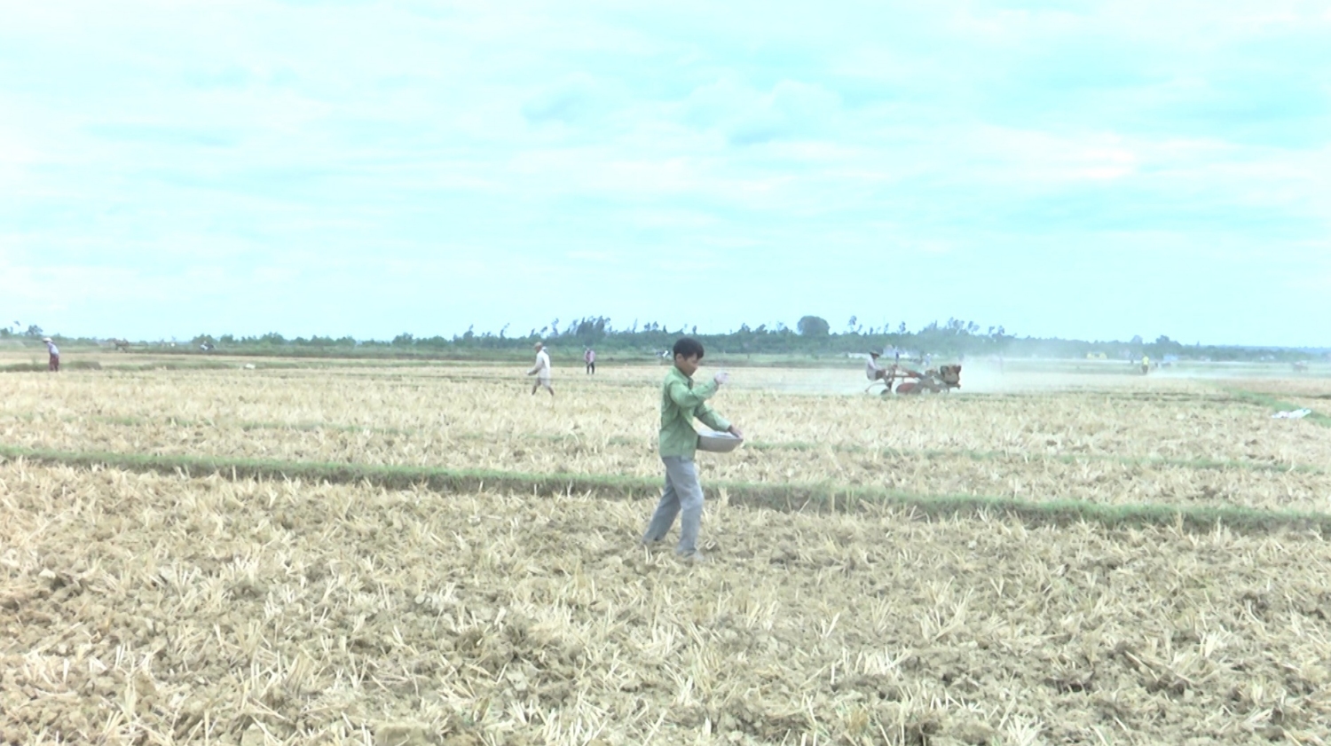 Các hộ nông dân ở xã Vĩnh Giang đang tập trung xuống giống 70 hécta cây đậu xanh tằm hạt nhỏ giống địa phương.