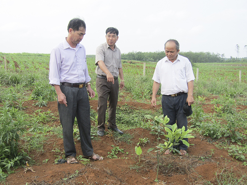 Lãnh đạo Hội Nông dân huyện Gio Linh thăm mô hình trồng bưởi da xanh ở Chi hội Phú Ân, xã Hải Thái