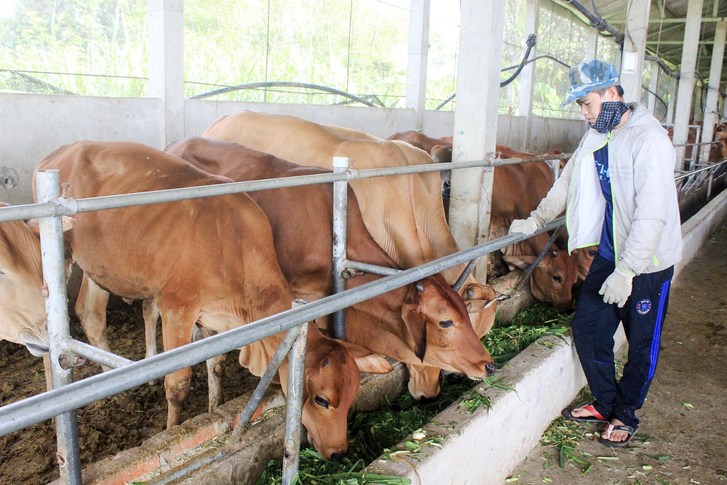 Nuôi bò theo hình thức nhốt thâm canh mang lại hiệu quả kinh tế cao